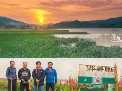 凝聚乡情共致富，临河区三兄弟商贸专业合作社的乡村振兴实践